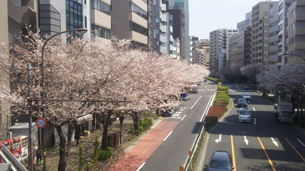 恵比寿・明治通りの桜並木